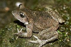Bild Frosch