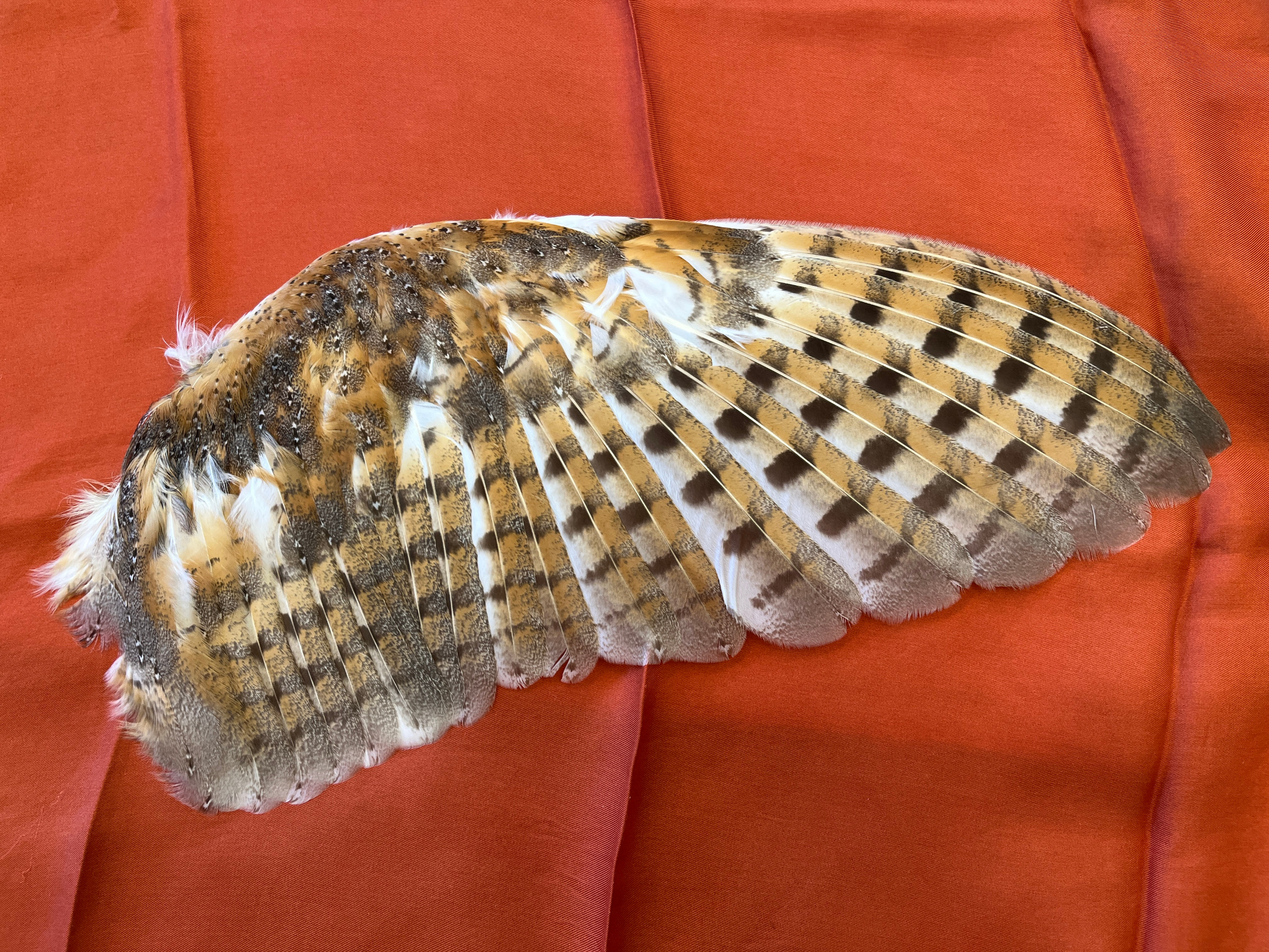 Flügel Schleiereule 2