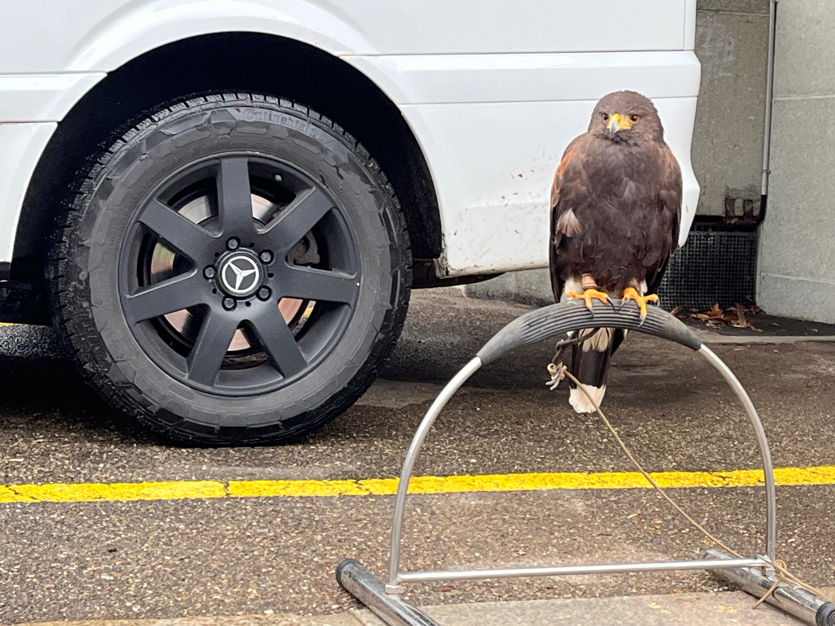 Wüstenbussard mit scharfen Krallen