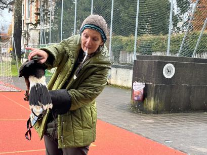 Steuerfedern des Wüstenbussards