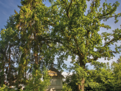 Baumspaziergang