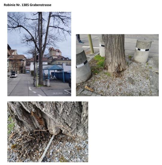 Robinie Nr. 1385 Grabenstrasse