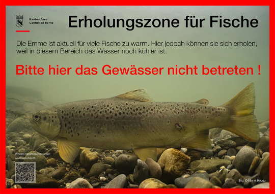 Fische unter Hitzestress – Erholungszonen nicht stören