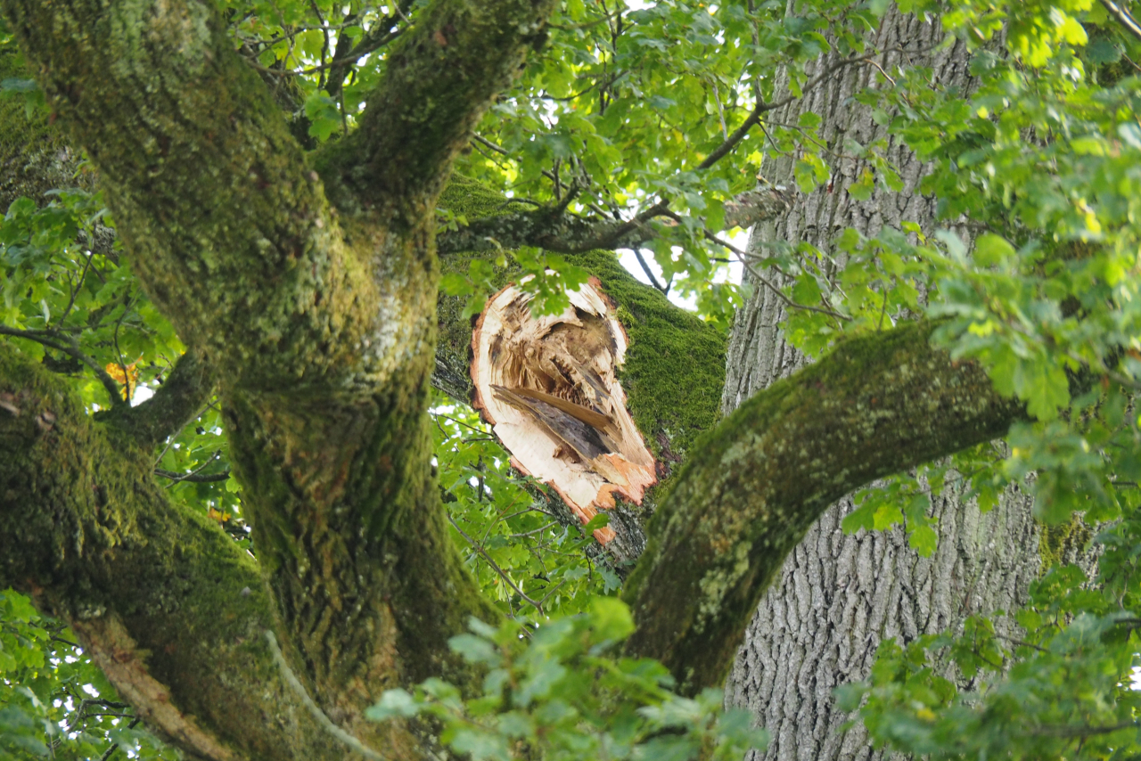 Vorsicht: Trockenheit erhöht Risiko in Wäldern und Parkanlagen