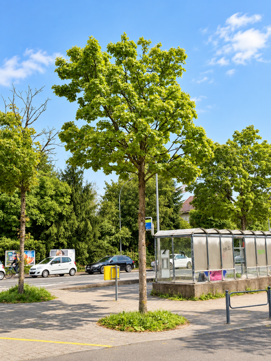 Baumfällung beim Spital verbessert Schulwegsicherheit