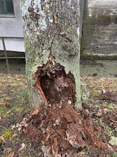 Viehmarktplatz Linde 2026