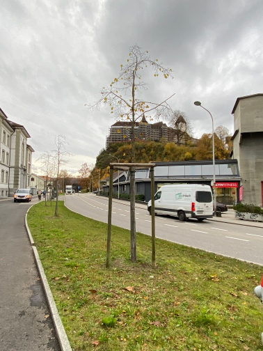 Ersatzpflanzungen Strassenbäume Sägegasse 2024 - 2026