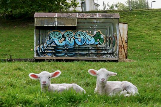 Vervielfältigung eines bestehenden Graffitis am Chileport in Burgdorf